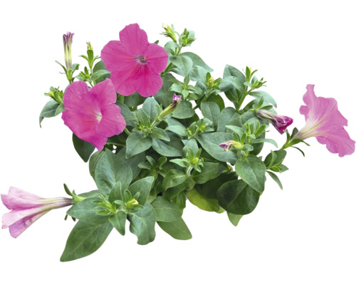 Petunienpflanze mit Blüten und Blättern