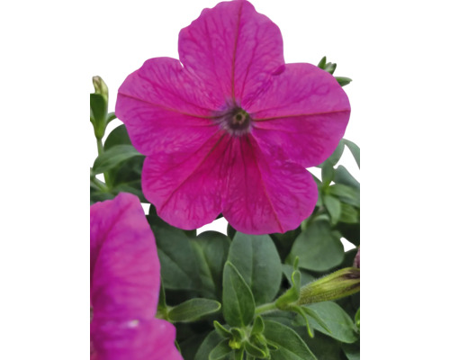 Nahaufnahme einer pinkfarbenen Petunienblüte mit grünen Blättern