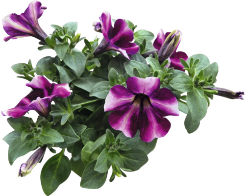 Petunien mit Blättern und Blüten