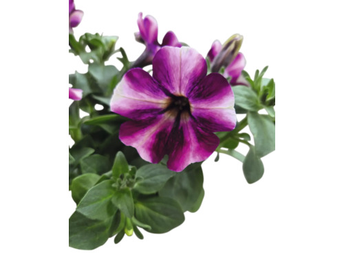 Nahaufnahme einer lila-weissen Petunie mit grünen Blättern.