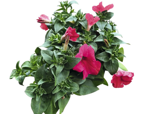 Petunien mit grünen Blättern und Blüten