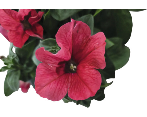 Nahaufnahme einer roten Petunie mit grünen Blättern