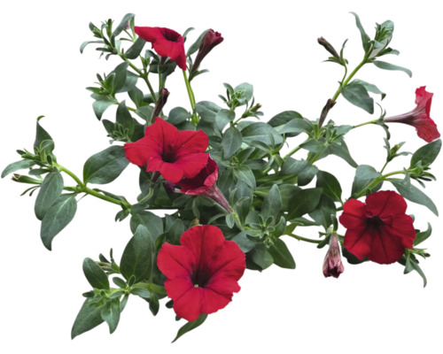 Abbildung einer Petunie mit roten Blüten und grünen Blättern.