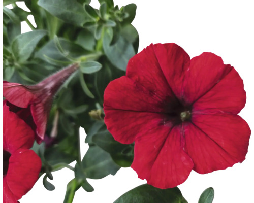 Rote Petunienblüten mit grünen Blättern
