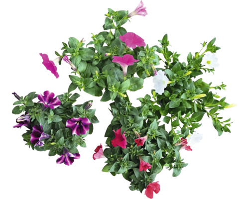 Verschiedenfarbige Petunien mit grünen Blättern.