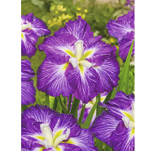 Nahaufnahme einer Japanischen Sumpf-Schwertlilie mit Blüten