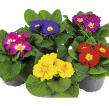 Verschiedenfarbige Primeln im Topf