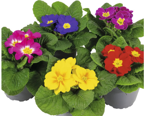 Verschiedenfarbige Primeln im Topf