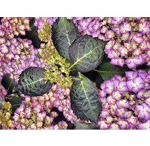 Nahaufnahme einer Hortensie mit Blättern