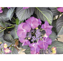 Nahaufnahme einer Hortensienpflanze mit lila Blüten und grünen Blättern