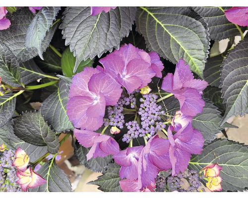 Nahaufnahme einer Hortensienpflanze mit lila Blüten und grünen Blättern