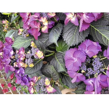 Nahaufnahme von Hortensienblüten mit Blättern