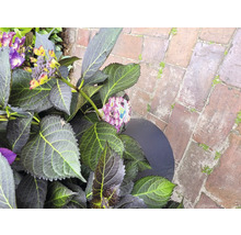 Nahaufnahme einer Hortensienpflanze mit lila und gelben Blüten im Topf