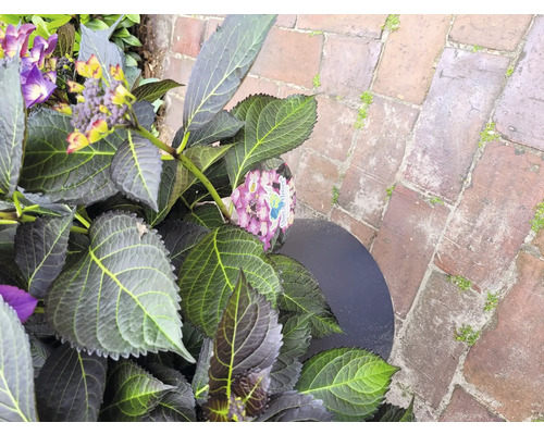 Nahaufnahme einer Hortensienpflanze mit lila und gelben Blüten im Topf