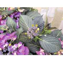 Nahaufnahme von lila Hortensienblüten und dunklem Laub