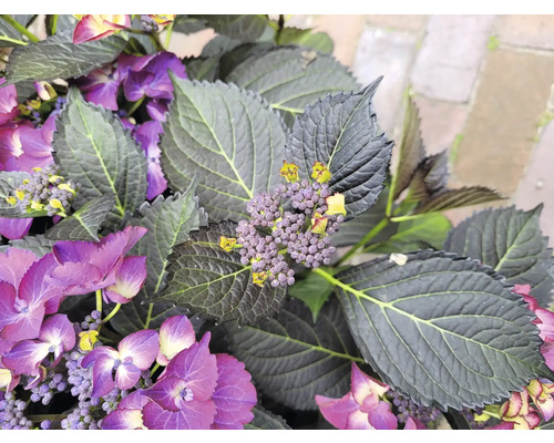 Nahaufnahme von lila Hortensienblüten und dunklem Laub