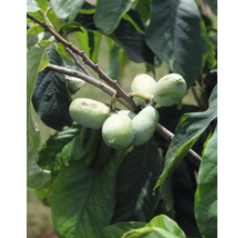 Zweig mit Pawpaw-Früchten und Blättern