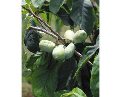 Zweig mit Pawpaw-Früchten und Blättern