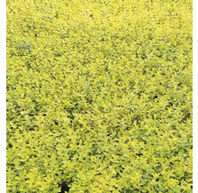 Nahaufnahme von Heckenpflanzen im Garten.