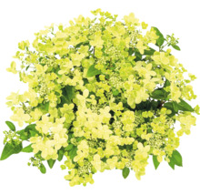 Rispenhortensie mit Blüten und Blättern