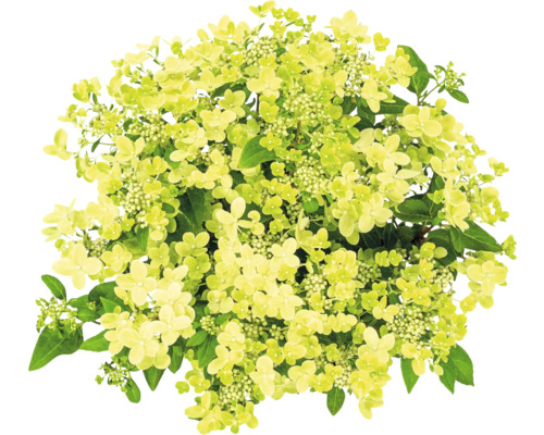 Rispenhortensie mit Blüten und Blättern