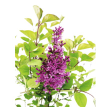 Lila blühende Pflanze mit grünen Blättern