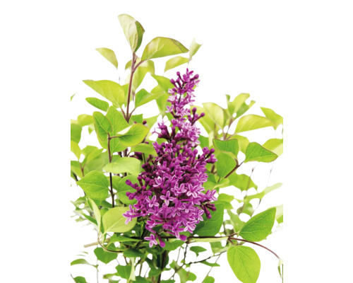 Lila blühende Pflanze mit grünen Blättern