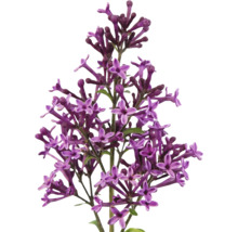 Nahaufnahme von lila Fliederblüten