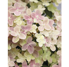 Nahaufnahme von Hortensienblüten