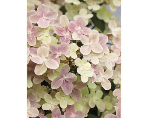 Nahaufnahme von Hortensienblüten