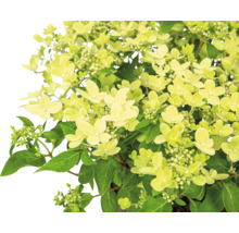 Rispenhortensie mit grünen Blättern und Blüten