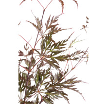 Ahornbaum mit braunen Blättern