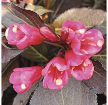 Nahaufnahme von rosafarbenen Weigelienblüten mit dunklem Laub