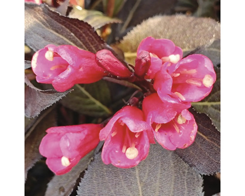 Nahaufnahme von rosafarbenen Weigelienblüten mit dunklem Laub