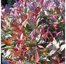 Immergrüne Hebe mit roten und grünen Blättern