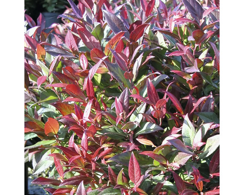 Immergrüne Hebe mit roten und grünen Blättern