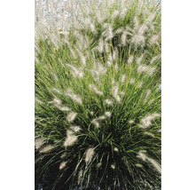 Pennisetum Ziergras im Garten