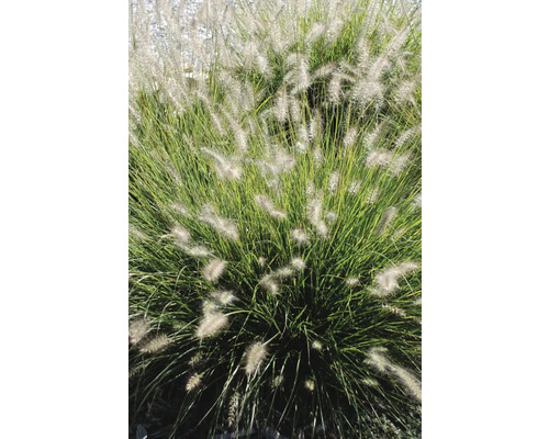 Pennisetum Ziergras im Garten