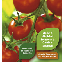 Tomatenpflanze mit Hinweis auf stärkende und vitalisierende Inhaltsstoffe