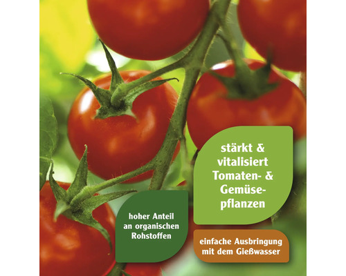 Tomatenpflanze mit Hinweis auf stärkende und vitalisierende Inhaltsstoffe