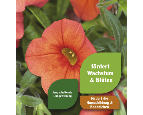 Nahaufnahme einer Petunienblüte mit Hinweisen auf Wachstum und Düngung