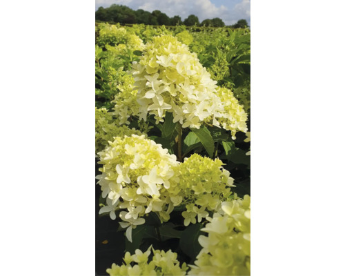 Rispenhortensie im Gartenbeet