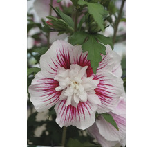 Nahaufnahme einer Hibiskusblüte mit weißen Blütenblättern und roten Streifen