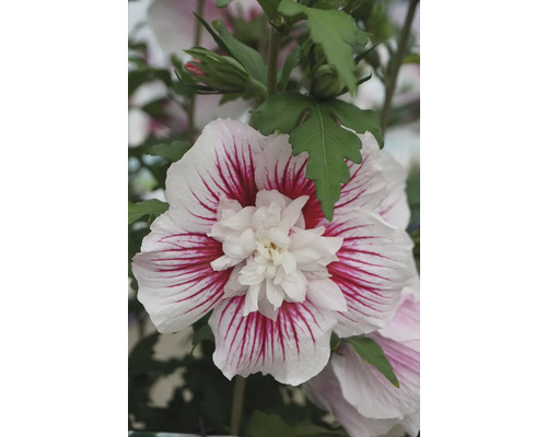 Nahaufnahme einer Hibiskusblüte mit weißen Blütenblättern und roten Streifen