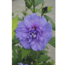 Nahaufnahme einer einzelnen Hibiskusblüte
