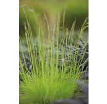 Büschel Ziergras im Garten
