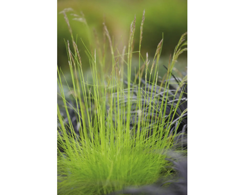 Büschel Ziergras im Garten