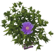 Flockenblume mit lila Blüte und grünen Blättern