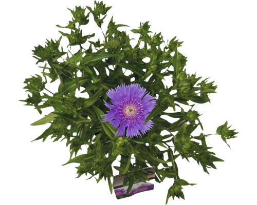 Flockenblume mit lila Blüte und grünen Blättern