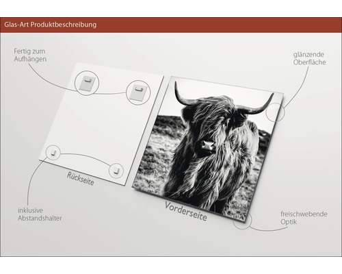 Glasbild mit Hochlandrindmotiv, inklusive Aufhängung und Abstandshalter